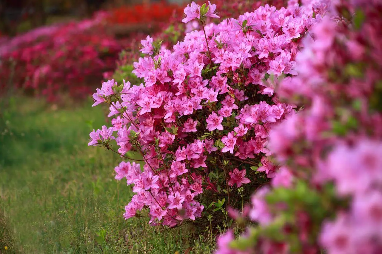 Il tuo rododendro in vaso sta soffrendo? Ecco l’errore comune che stai commettendo