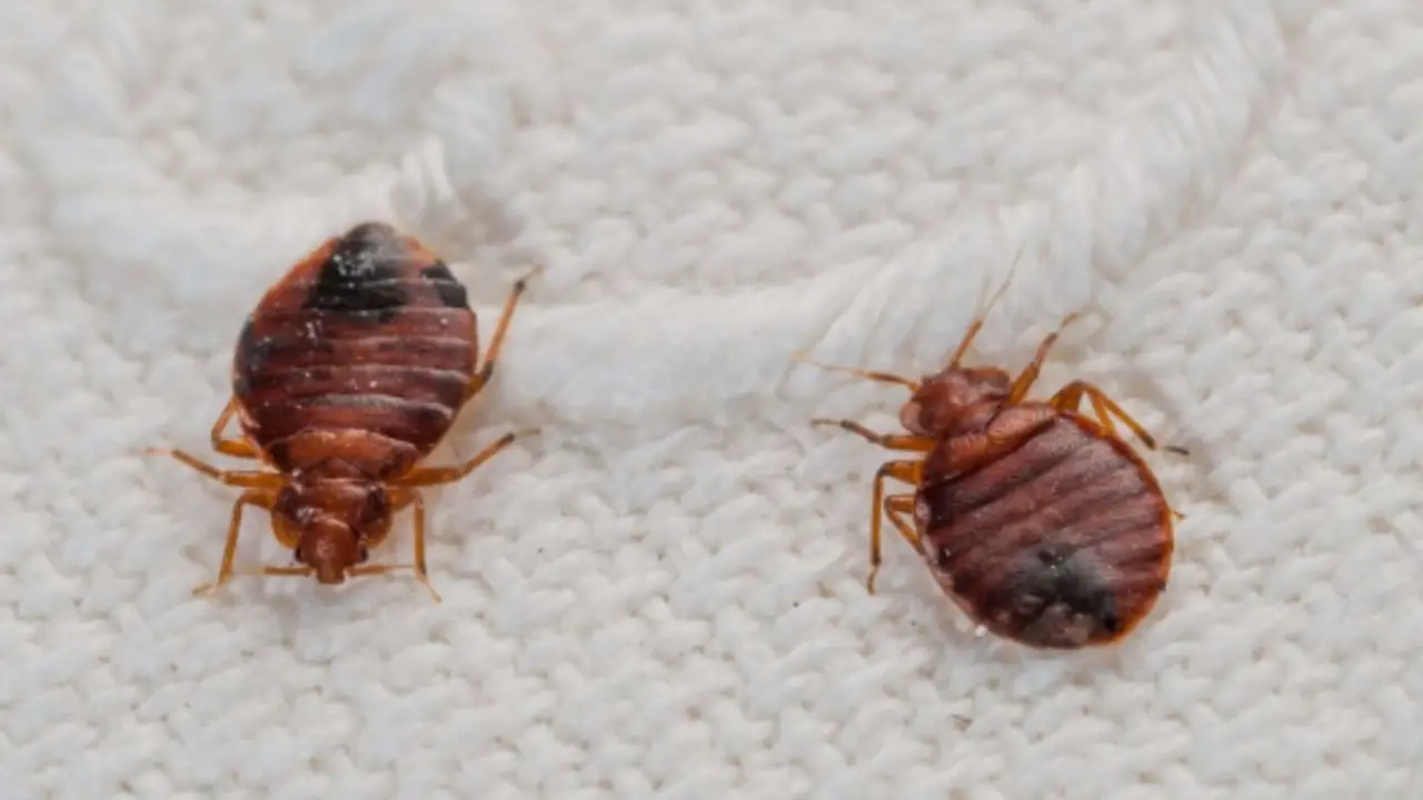 Quale odore odiano le cimici da letto? Ecco la risposta della scienza