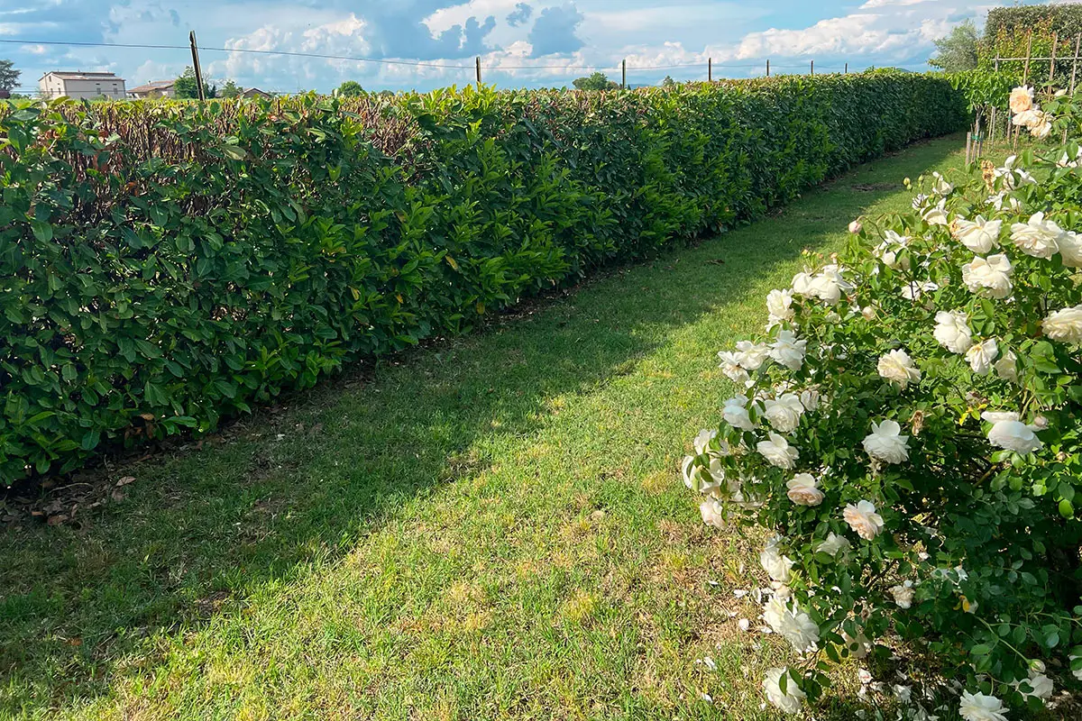 Le piante che resistono tutto l’anno senza cure: ecco quali scegliere per un giardino sempre perfetto